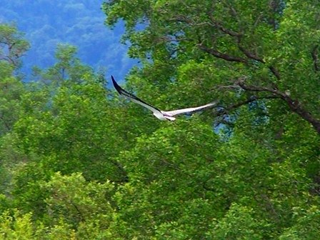 Sea Eagle on Mangrove Cruise Langkawi