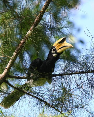 Langkawi Birdwatching Tour Half day