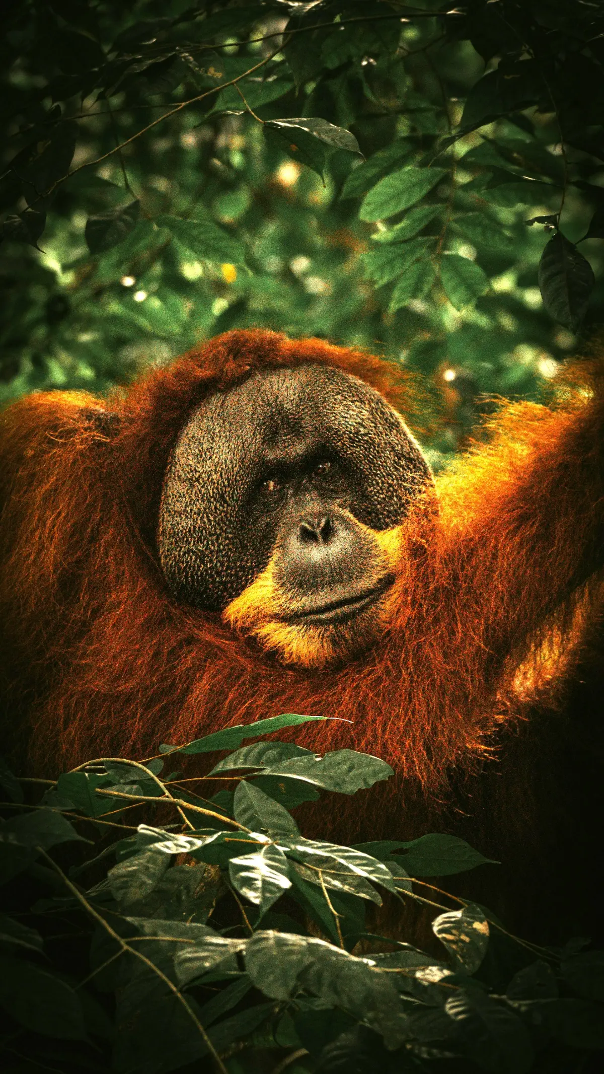 5D4N Bukit Lawang – Tangkahan – Lake Toba