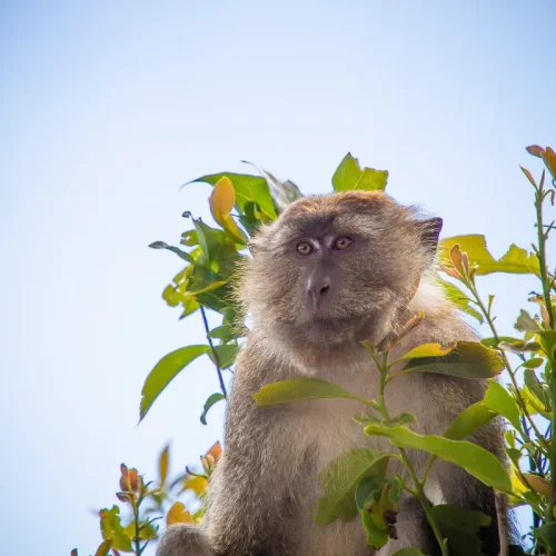 junglewalla-malaysia-langkawi (14)