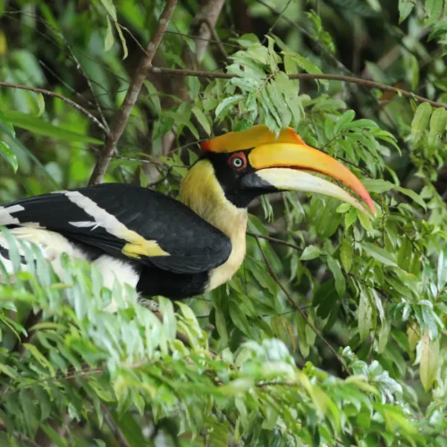 Close-up of a Great Hornbill perched in a tree canopy, a key sighting on a Langkawi Birdwatching Nature Tour by Junglewalla