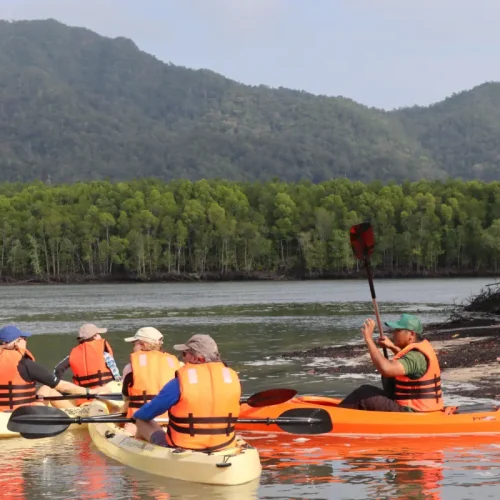 Tourists paddling kayaks near the mangrove forest, detailing a peaceful Langkawi Mangrove Kayaking Malaysia Tour by Junglewalla