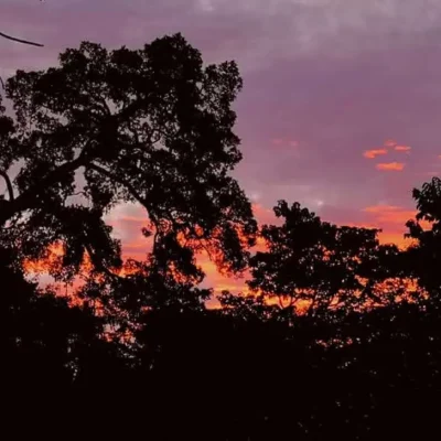 junglewalla-malaysia-langkawi (44)