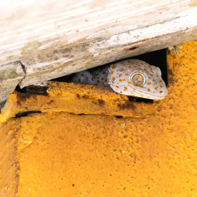 junglewalla-malaysia-langkawi (6)