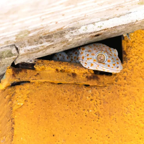 junglewalla-malaysia-langkawi (6)