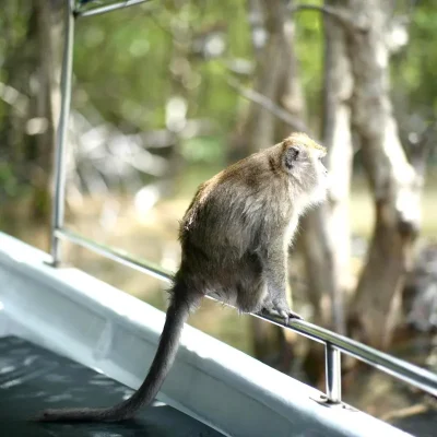 junglewalla-malaysia-langkawi (7)