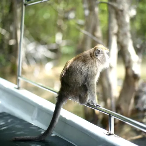 junglewalla-malaysia-langkawi (7)