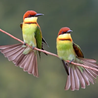 junglewalla-malaysia-langkawi (87)