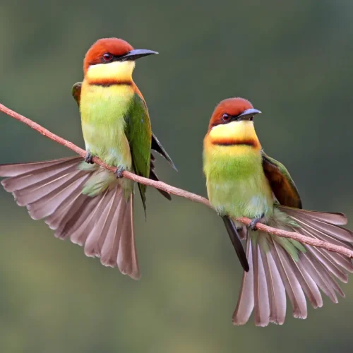 junglewalla-malaysia-langkawi (87)